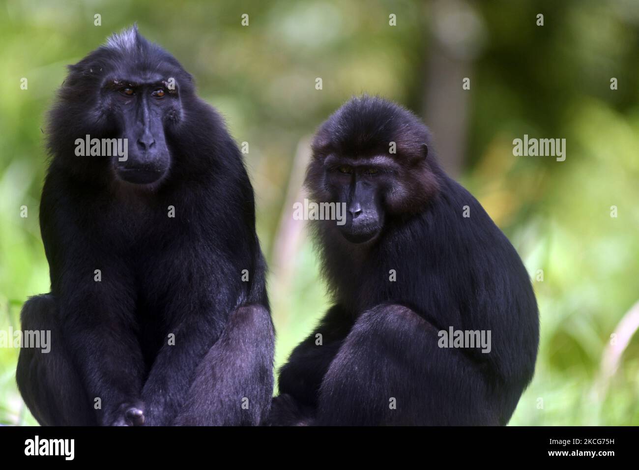 Gorilla waiting in hi-res stock photography and images - Alamy