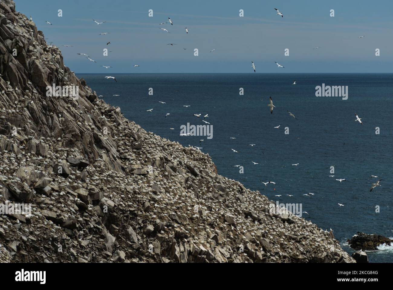Colony Of Gannets Seen During The Nesting Season On The Great Saltee colony-of-gannets-seen-during-the-nesting-season-on-the-great-saltee