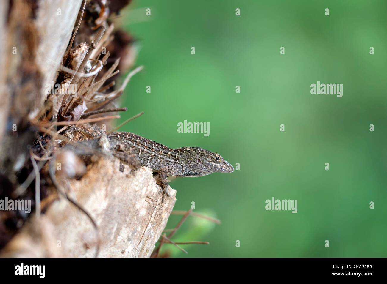 Macro closeup of blown alone lizard warming on summer sun. Anolis sagrei small reptile in native to Florida USA Stock Photo