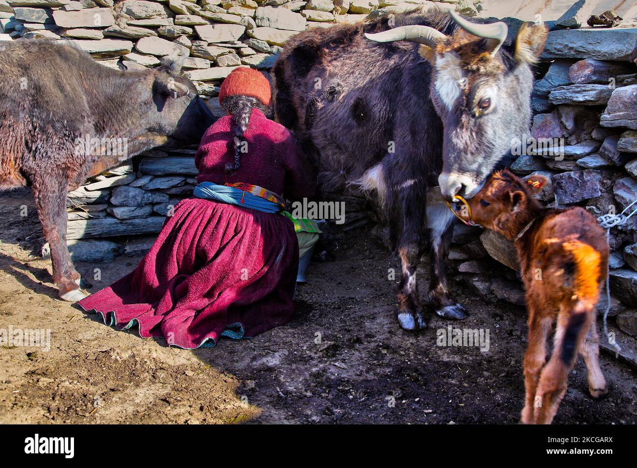 Dzo, hybrid between the yak and domestic cattle. Used as pack animals in  the Everest National Park, Nepal Stock Photo - Alamy