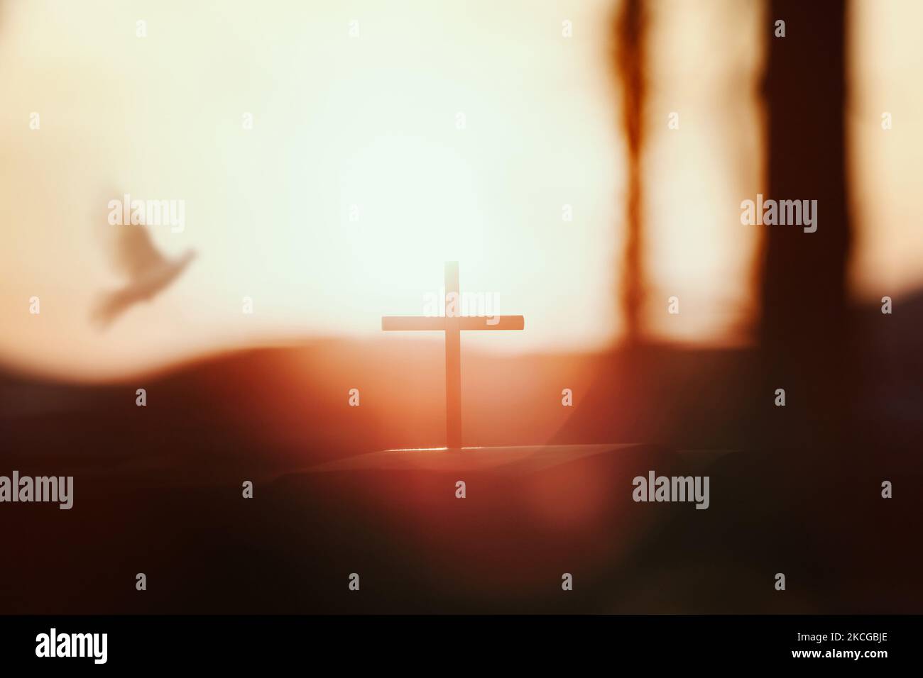 The bright sun and the sunset forest white dove and the holy cross of