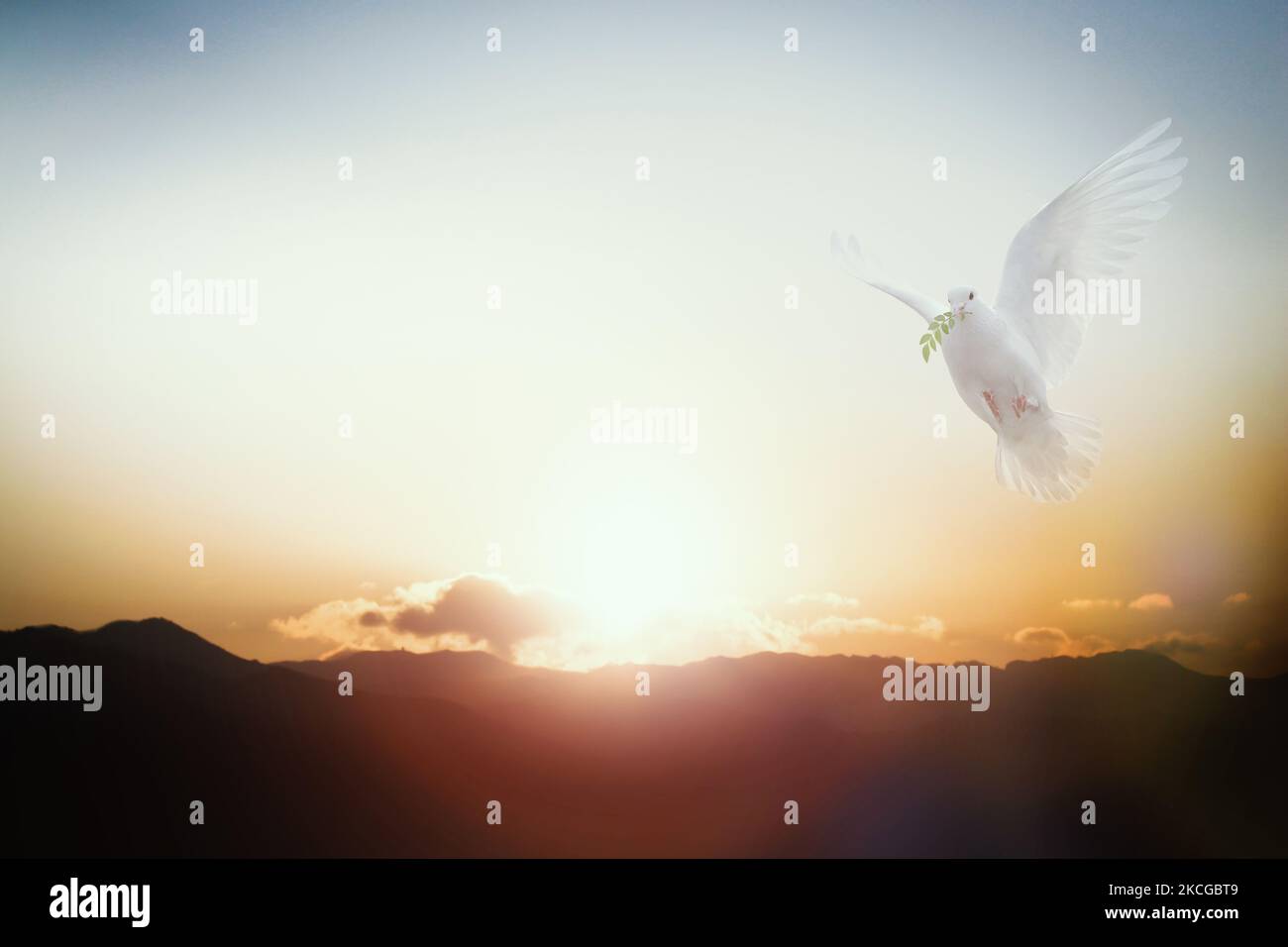 The sun shining through the clouds and the sky at sunset, and a white dove flying while biting a leaf Stock Photo