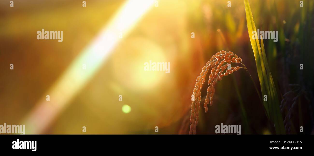 Paddy field landscape with ripening crops in autumn sunlight and yellow