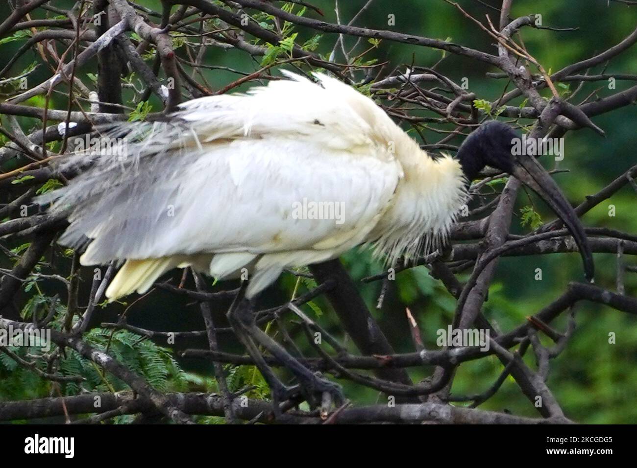 A Group of Black-Headed Ibis hatching their eggs During monsoon session on the outskirts of Ajmer, Rajasthan, India on 24 June 2021. (Photo by Himanshu Sharma/NurPhoto) Stock Photo