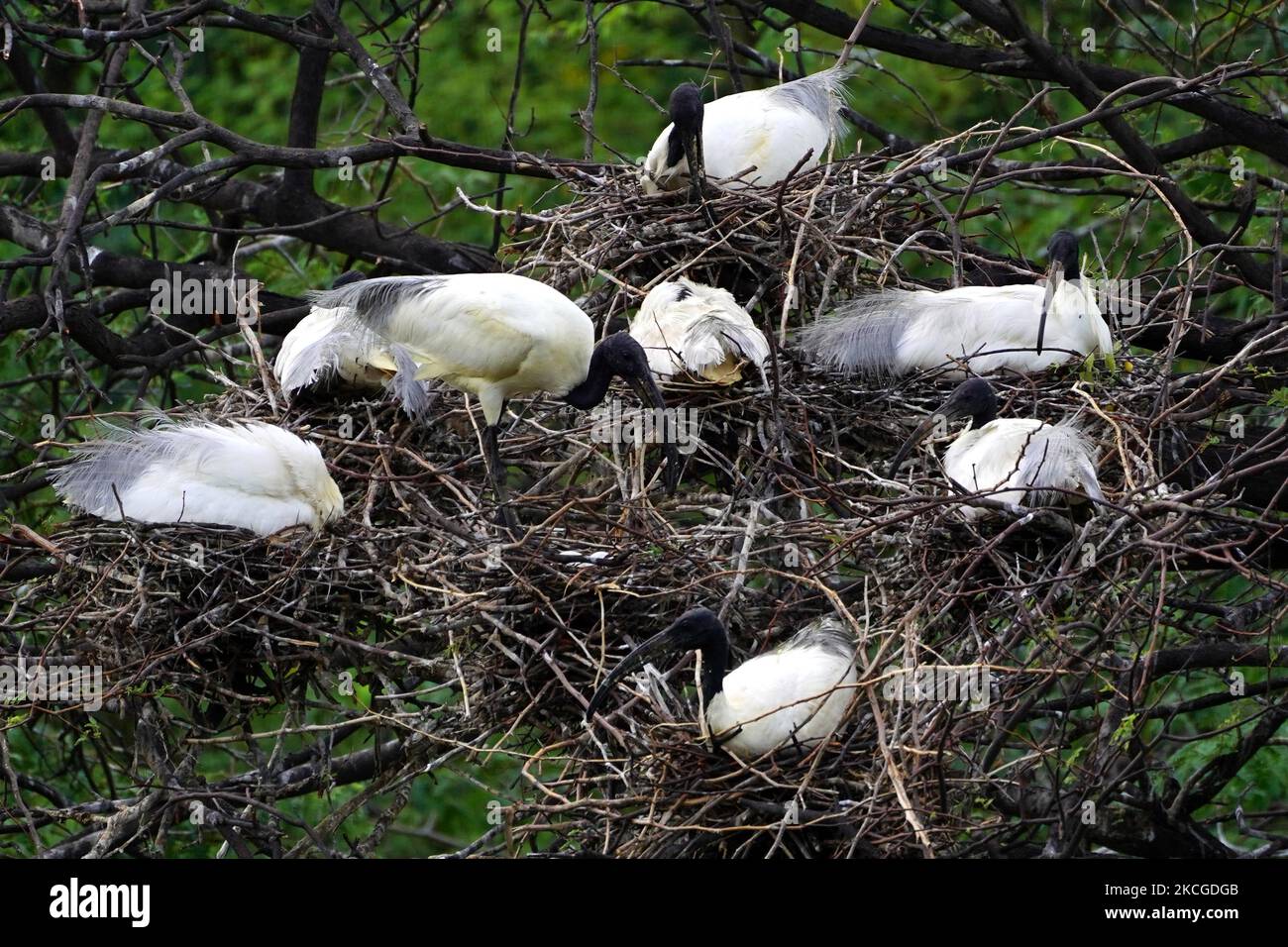 A Group of Black-Headed Ibis hatching their eggs During monsoon session on the outskirts of Ajmer, Rajasthan, India on 24 June 2021. (Photo by Himanshu Sharma/NurPhoto) Stock Photo