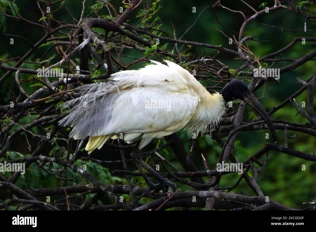 A Group of Black-Headed Ibis hatching their eggs During monsoon session on the outskirts of Ajmer, Rajasthan, India on 24 June 2021. (Photo by Himanshu Sharma/NurPhoto) Stock Photo
