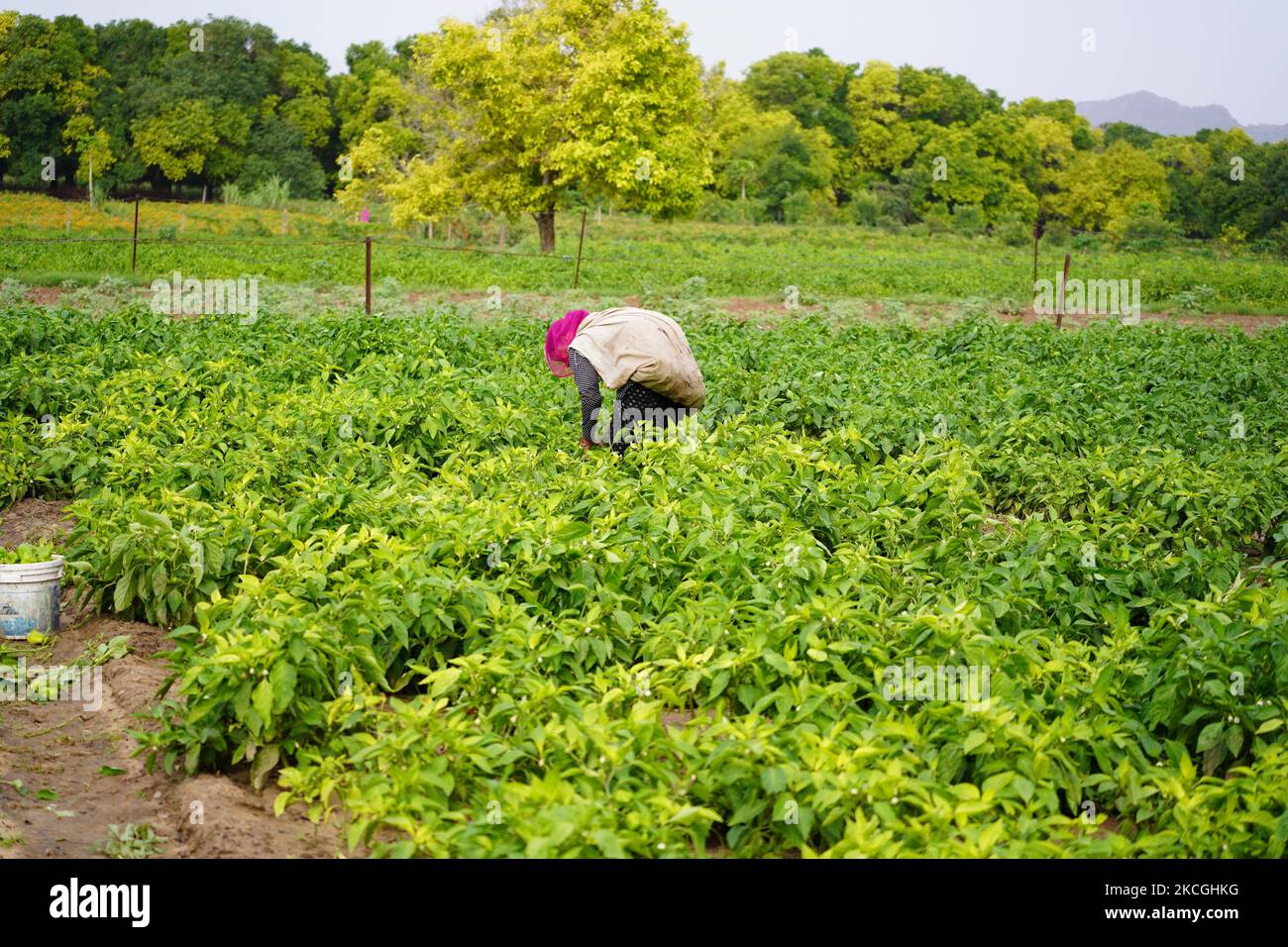 An Indian Woman Farmer Harvest Capsicum Peppers at a farm in Outskirts Village of Pushkar