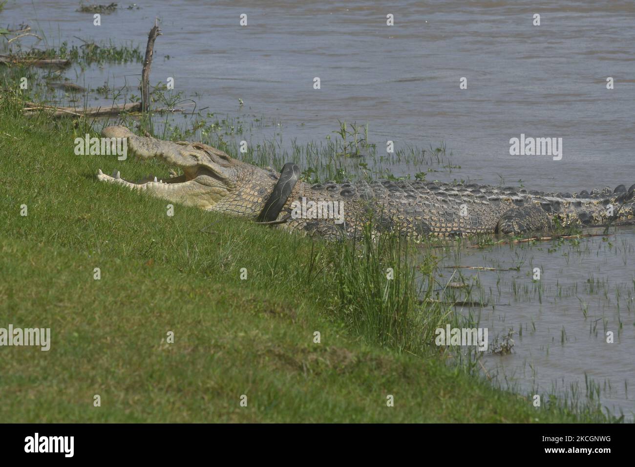 A wild crocodile caught in a used motorcycle tire appears around a river in Palu City, Central Sulawesi Province, Indonesia, on July 1, 2021. The crocodile, which has been entangled in a used motorcycle tire since 2016 and has not been rescued, reappears with a larger body condition and it is feared that the tires that are snaring him are getting pinched. (Photo by Mohamad Hamzah/NurPhoto) Stock Photo