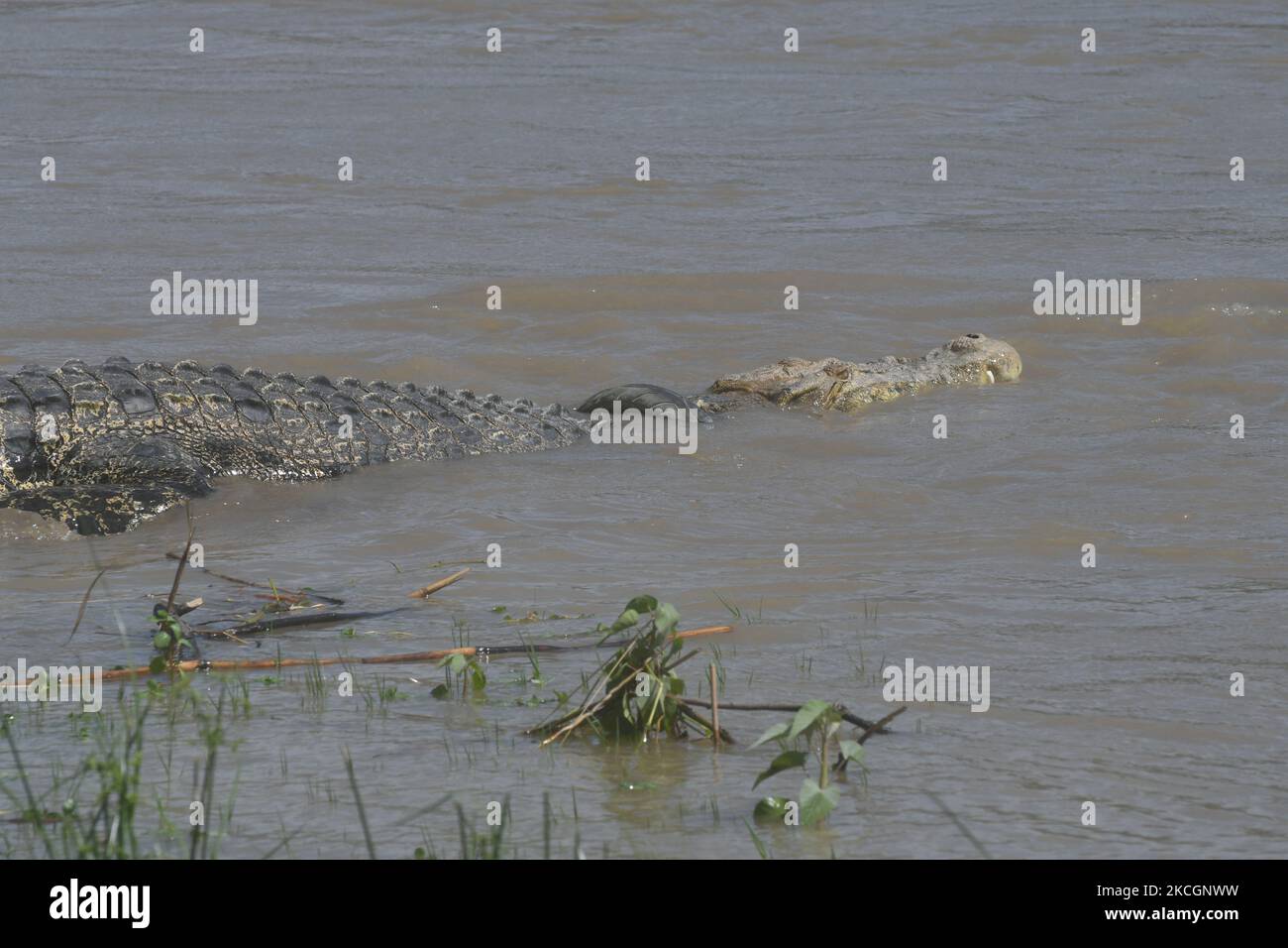 A wild crocodile caught in a used motorcycle tire appears around a river in Palu City, Central Sulawesi Province, Indonesia, on July 1, 2021. The crocodile, which has been entangled in a used motorcycle tire since 2016 and has not been rescued, reappears with a larger body condition and it is feared that the tires that are snaring him are getting pinched. (Photo by Mohamad Hamzah/NurPhoto) Stock Photo