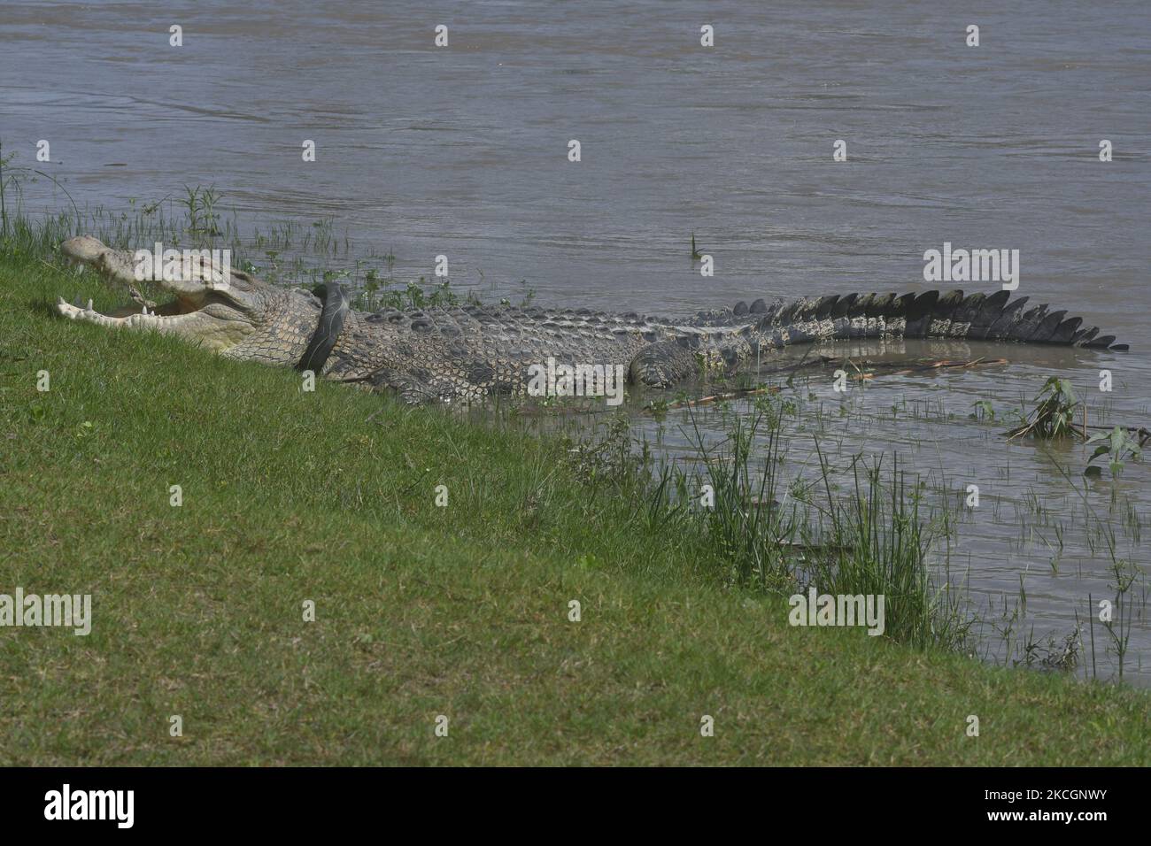 A wild crocodile caught in a used motorcycle tire appears around a river in Palu City, Central Sulawesi Province, Indonesia, on July 1, 2021. The crocodile, which has been entangled in a used motorcycle tire since 2016 and has not been rescued, reappears with a larger body condition and it is feared that the tires that are snaring him are getting pinched. (Photo by Mohamad Hamzah/NurPhoto) Stock Photo