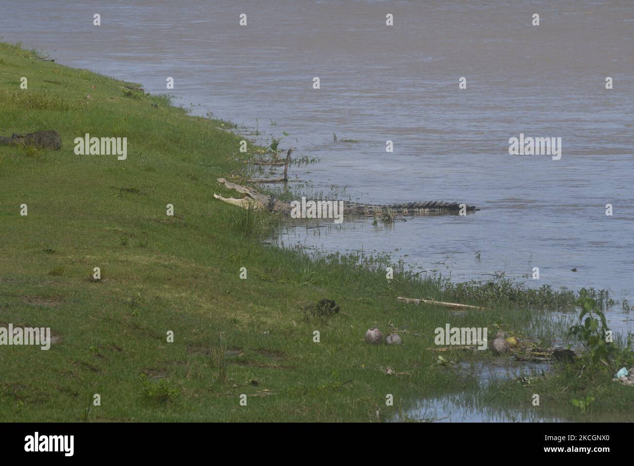 A wild crocodile caught in a used motorcycle tire appears around a river in Palu City, Central Sulawesi Province, Indonesia, on July 1, 2021. The crocodile, which has been entangled in a used motorcycle tire since 2016 and has not been rescued, reappears with a larger body condition and it is feared that the tires that are snaring him are getting pinched. (Photo by Mohamad Hamzah/NurPhoto) Stock Photo