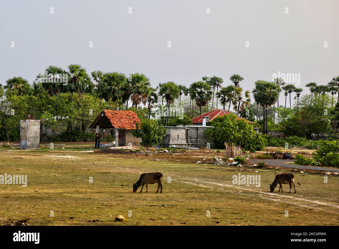 Cows grazing on land by the remains of a buildings destroyed by bombing during the civil war in Kayts, Jaffna, Sri Lanka. Kayts is one of the villages in Velanai Island which is a small island off the coast of the Jaffna Peninsula in northern Sri Lanka. Kayts Island has also been the scene of violence as part of the Sri Lankan Civil War, including the Allaipiddy massacre. This is just one of the many reminders of the deep scars caused during the 26-year long civil war between the Sri Lankan Army and the LTTE (Liberation Tigers of Tamil Eelam). The United Nations estimates about 40,000 people w Stock Photo