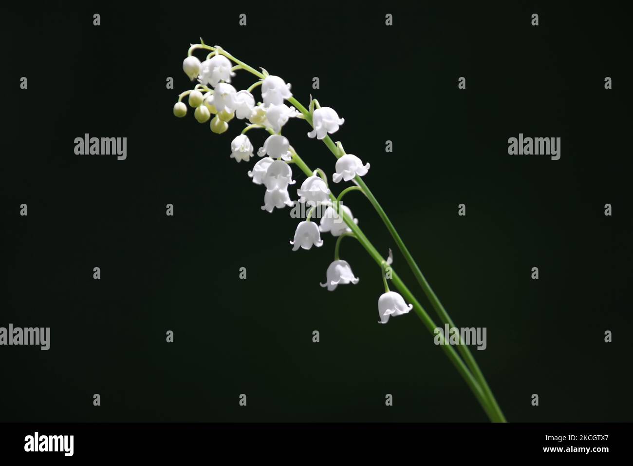 Close-up of Lilly Of The Valley (Convallaria majalis) flowers in Toronto, Ontario, Canada. (Photo by Creative Touch Imaging Ltd./NurPhoto) Stock Photo