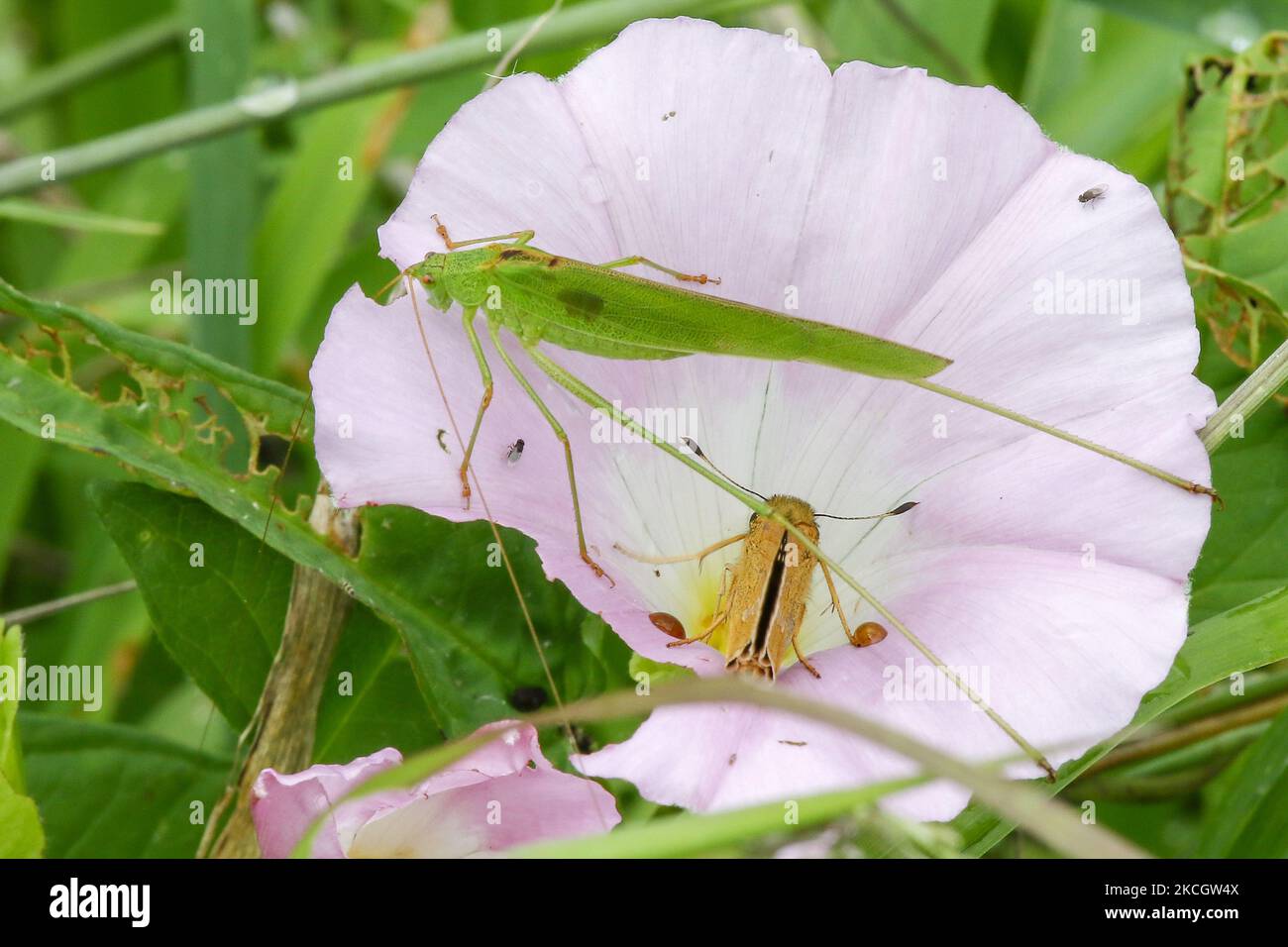A Kind of Korean Grasshopper landed flower near ian stream in Sangju ...