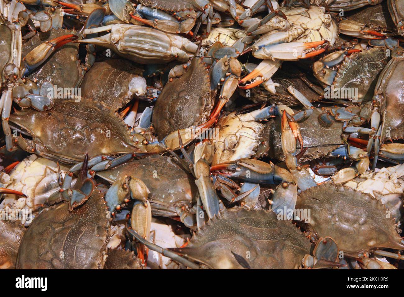 Live blue crabs (Callinectes sapidus) at a fish market in Toronto, Ontario, Canada. (Photo by Creative Touch Imaging Ltd./NurPhoto) Stock Photo