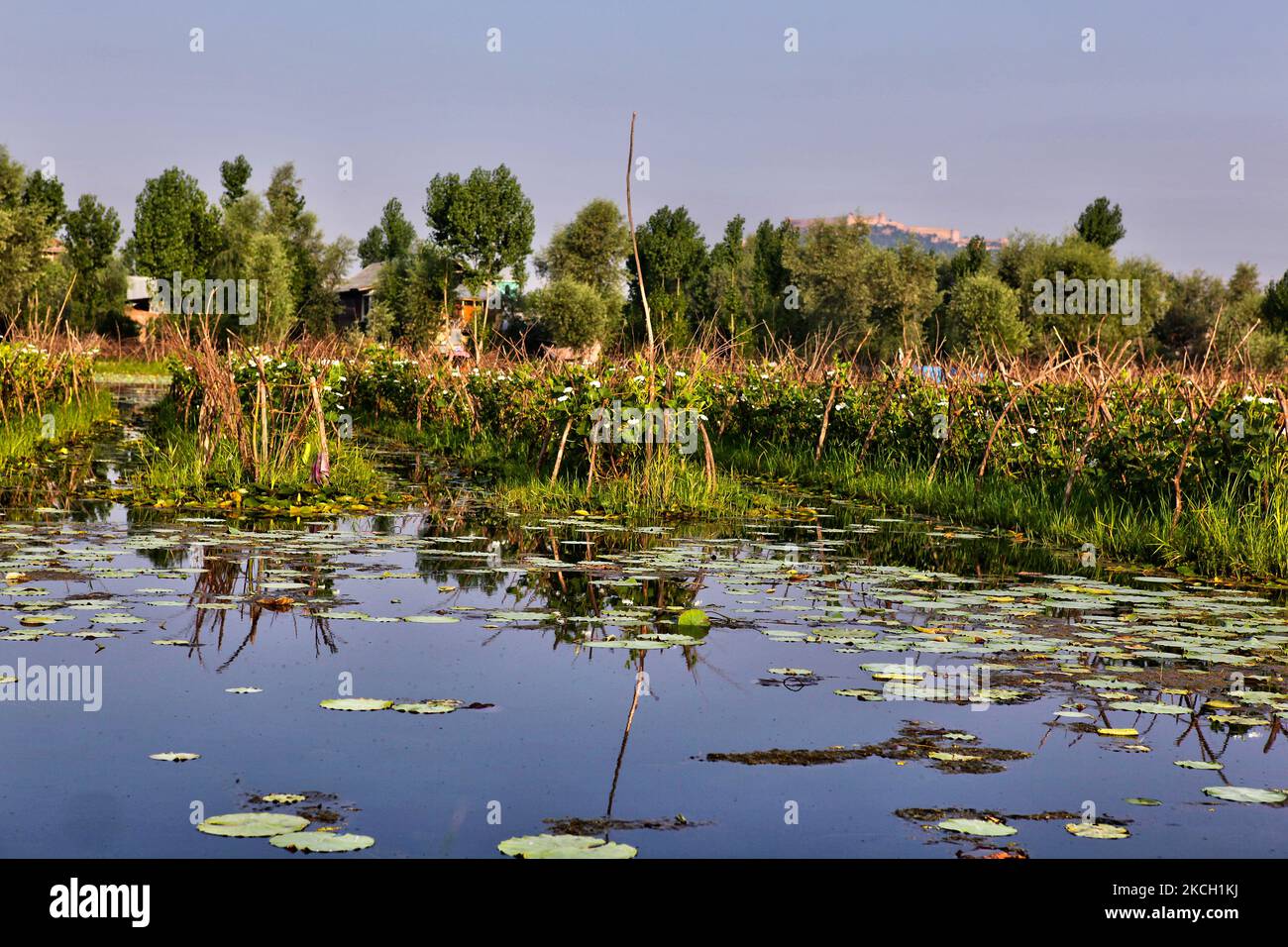 Floating vegetable gardens deep along the backwaters of Dal Lake in