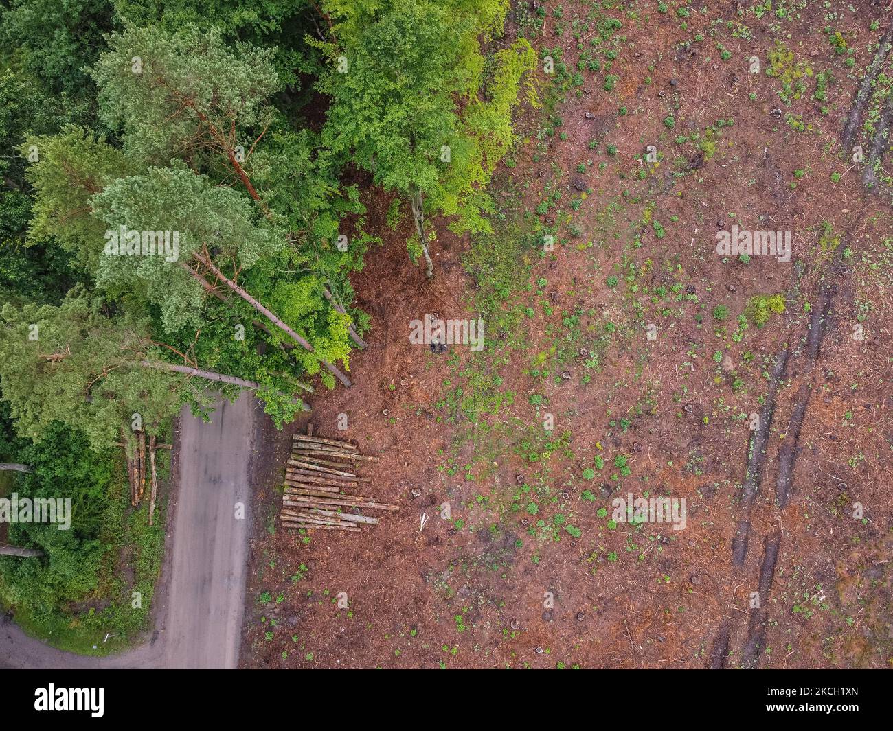 Aerail view of the mass forest clearance place is seen in Otomin, Poland on 8 July 2021 Environmentalists are alarming that the Polish State Forests, a company 100% dependent on the government, is cutting forests en masse to raise money for social programs of the populist government. (Photo by Michal Fludra/NurPhoto) Stock Photo