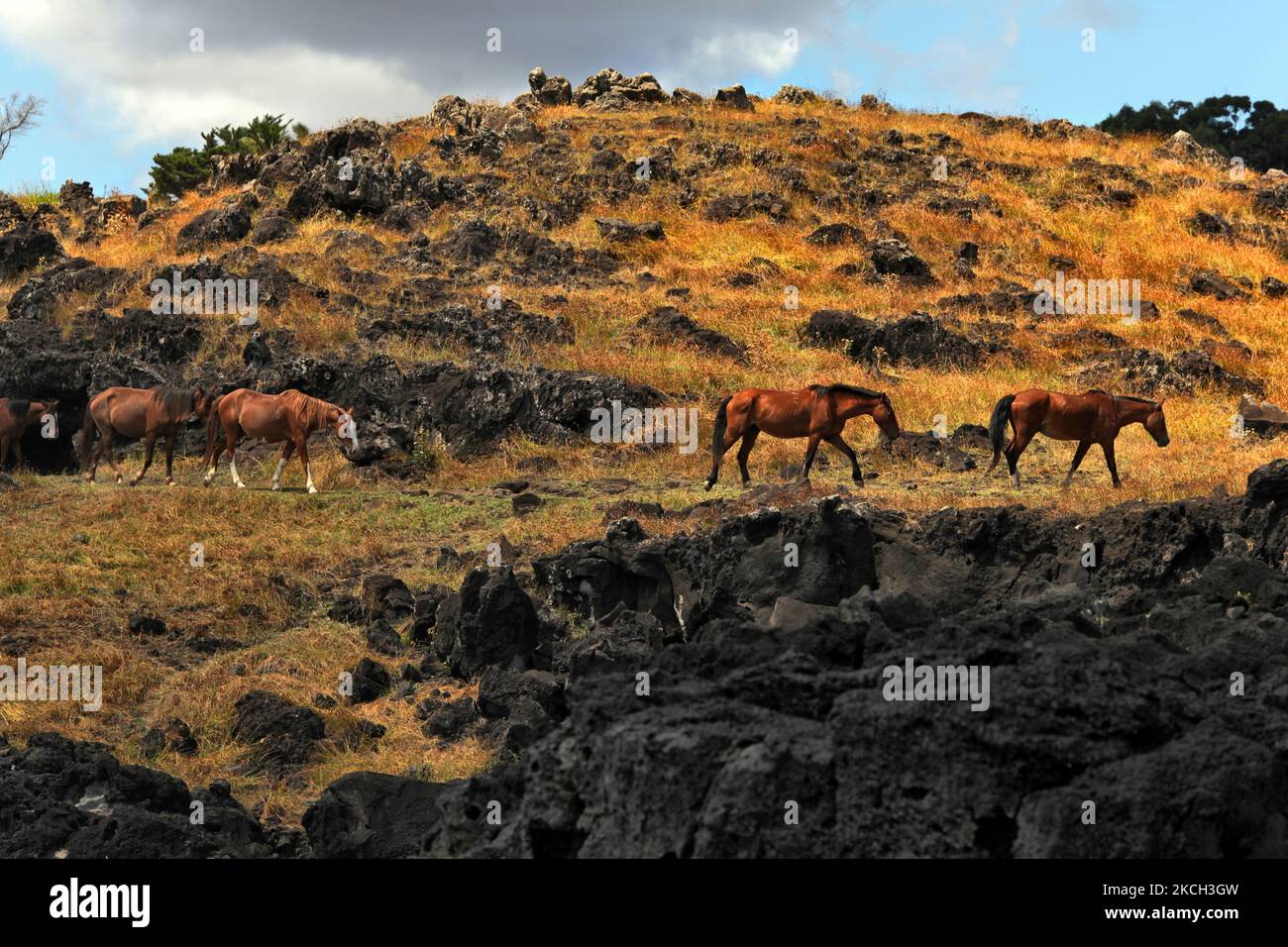 Horses walk along the volcanic rock in search of grass for grazing in Hanga Roa, Easter Island, Chile, on March 14, 2010. (Photo by Creative Touch Imaging Ltd./NurPhoto) Stock Photo