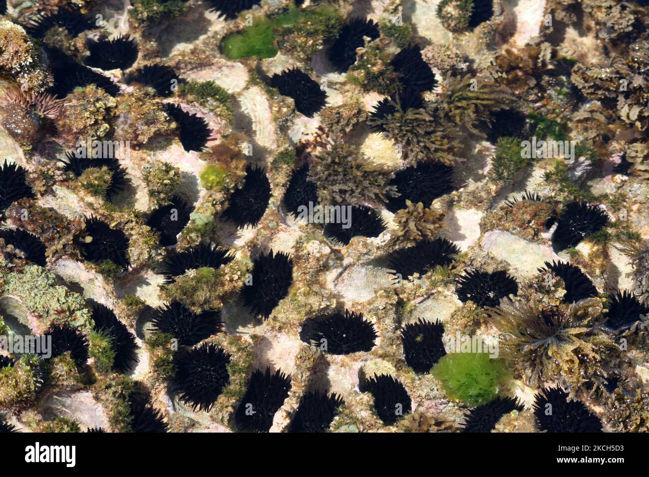 Black rock boring sea urchins ( Echinometra oblonga) in the South Pacific Ocean in Kawai'i, Hawaii, USA. (Photo by Creative Touch Imaging Ltd./NurPhoto) Stock Photo