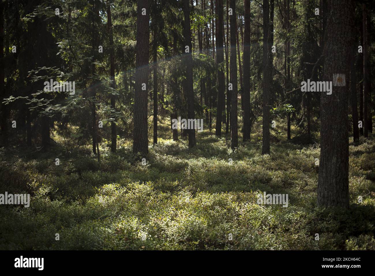 Forest seen near Zabiezki, Poland on June 11, 2021. (Photo by Maciej Luczniewski/NurPhoto) Stock Photo