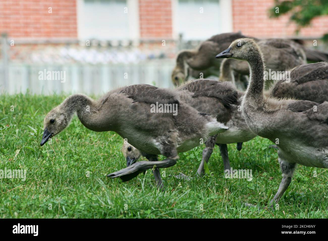 Baby Canadian Geese (Branta canadensis) stroll across the grass in Ontario, Canada, on June 15, 2008. (Photo by Creative Touch Imaging Ltd./NurPhoto) Stock Photo