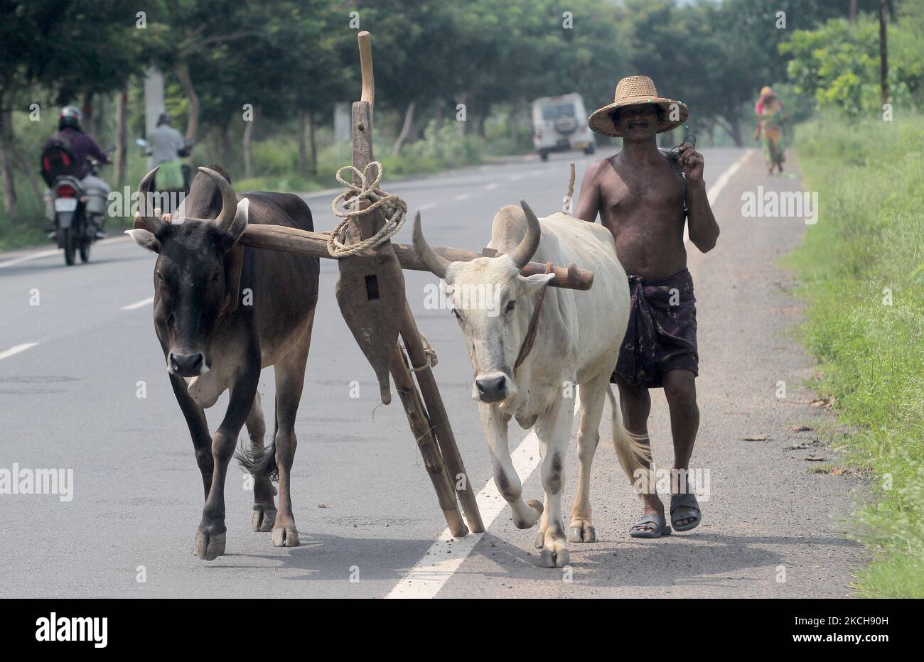 Ploughing Instrument A village farmer is seen along with his bullocks and ploughing ...
