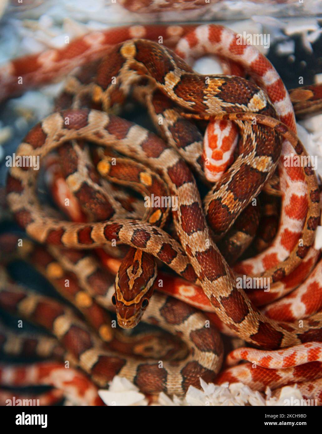 North American Corn snakes (Elaphe guttata) an an exotic reptile breeders expo held in Mississauga, Ontario, Canada, on September 19, 2010. (Photo by Creative Touch Imaging Ltd./NurPhoto) Stock Photo