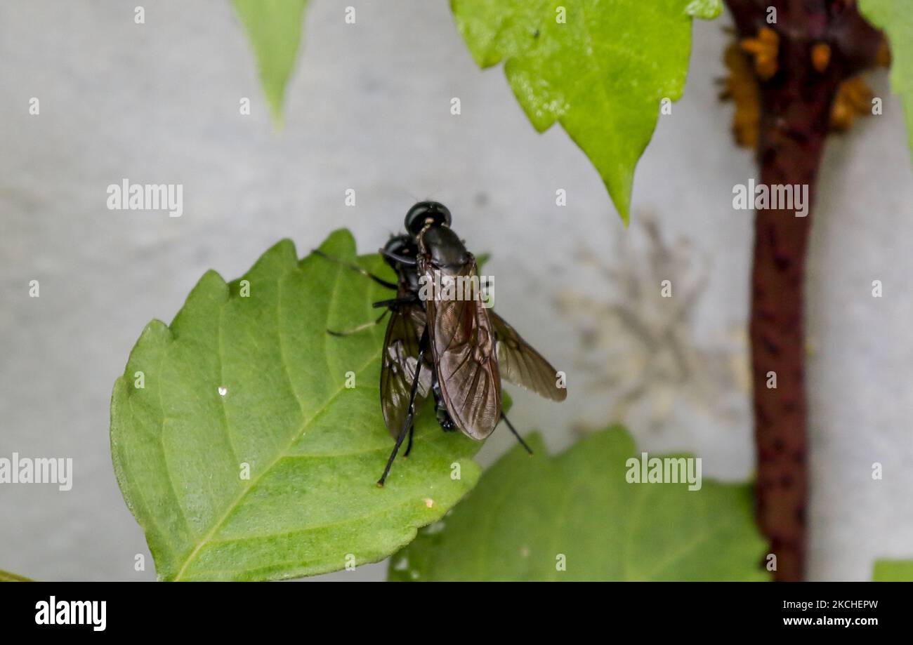 A Two Warble fly landed on the leaf near wild wetland in Sangju, South Korea. (Photo by Seung-il Ryu/NurPhoto) Stock Photo