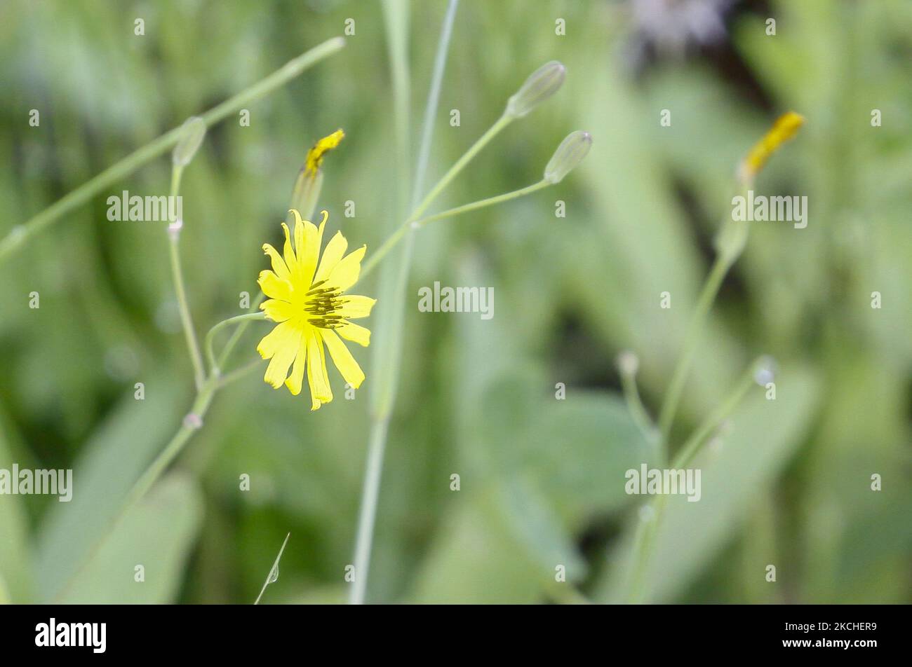 Ixeridium dentatum full bloom near wild wetland in Sangju, South Korea. (Photo by Seung-il Ryu/NurPhoto) Stock Photo