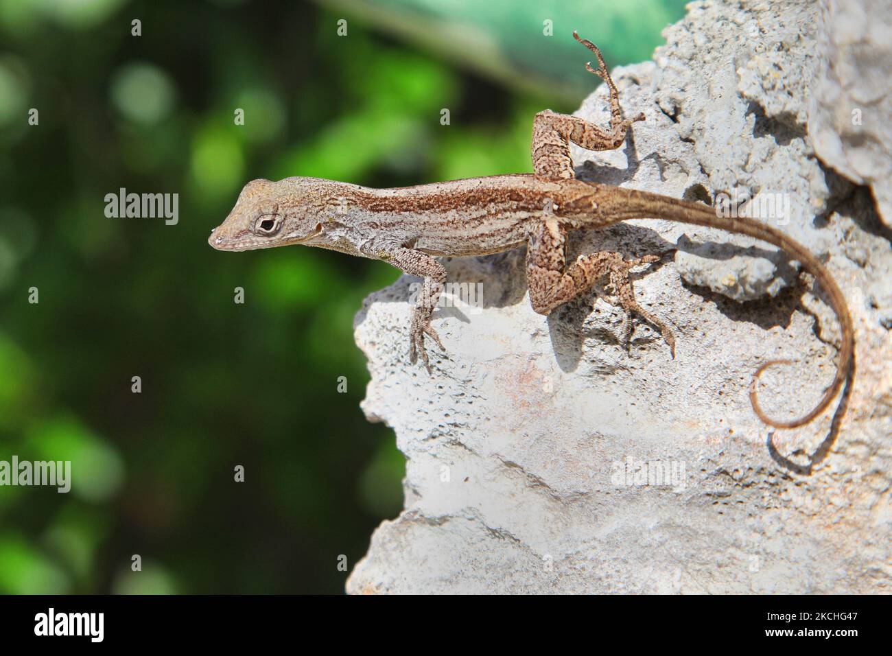 Brown anole (Anolis sagrei) on a rock in Guardalavaca, Cuba. The brown anole, also known as the Bahaman anole is a lizard native to Cuba and the Bahamas. (Photo by Creative Touch Imaging Ltd./NurPhoto) Stock Photo