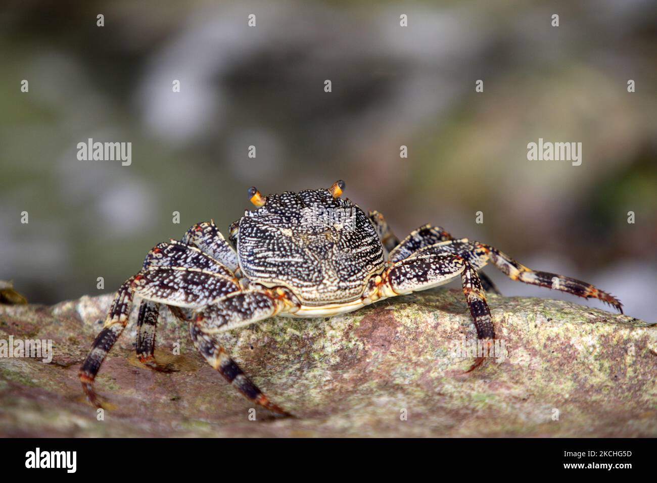 Large crab scuttling along the rocks by the ocean in Guardalavaca, Cuba. (Photo by Creative Touch Imaging Ltd./NurPhoto) Stock Photo