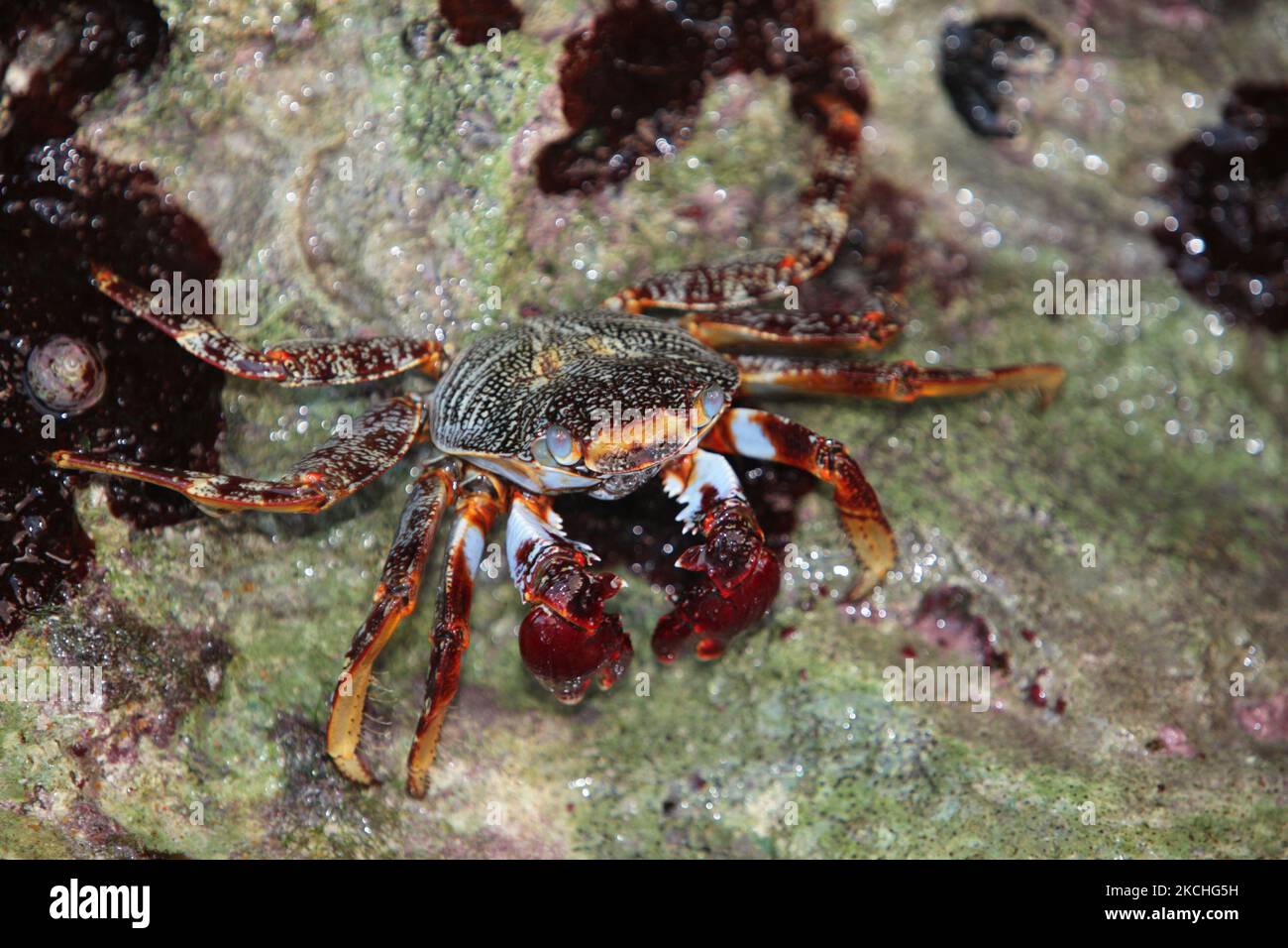 Large crab scuttling along the rocks by the ocean in Guardalavaca, Cuba. (Photo by Creative Touch Imaging Ltd./NurPhoto) Stock Photo