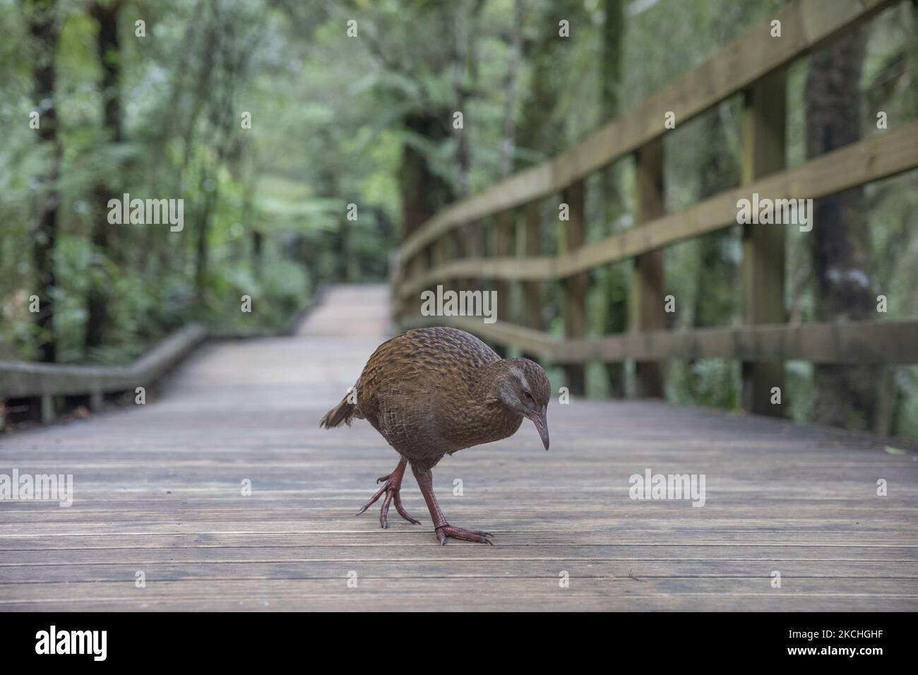 A weka (gallirallus australis) searches for food in Milford Sound in the southwest of Fiordland National Park, New Zealand on July 22, 2021. The weka is one of New Zealandâ€™s iconic large flightless birds. (Photo by Sanka Vidanagama/NurPhoto) Stock Photo
