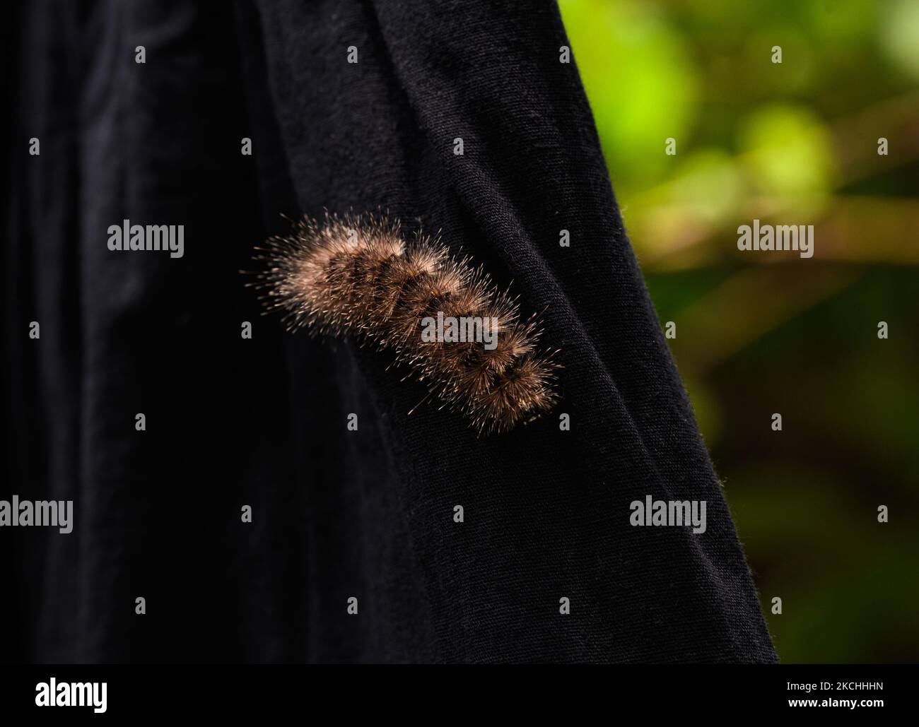 Tiger moth (Arctiinae) fuzzy hairy caterpillar is on the garment at Tehatta, West Bengal, India on 21 July 2021. The caterpillars' defense system at the tip of each defensive hair is a microscopic barb with a weakened ring at the base, allowing the barb to easily break off in the skin of any animal that grabs onto them can be a cause of Lepidopterism (a disease caused by the urticating scales and toxic fluids of adult moths, butterflies or its caterpillars). (Photo by Soumyabrata Roy/NurPhoto) Stock Photo