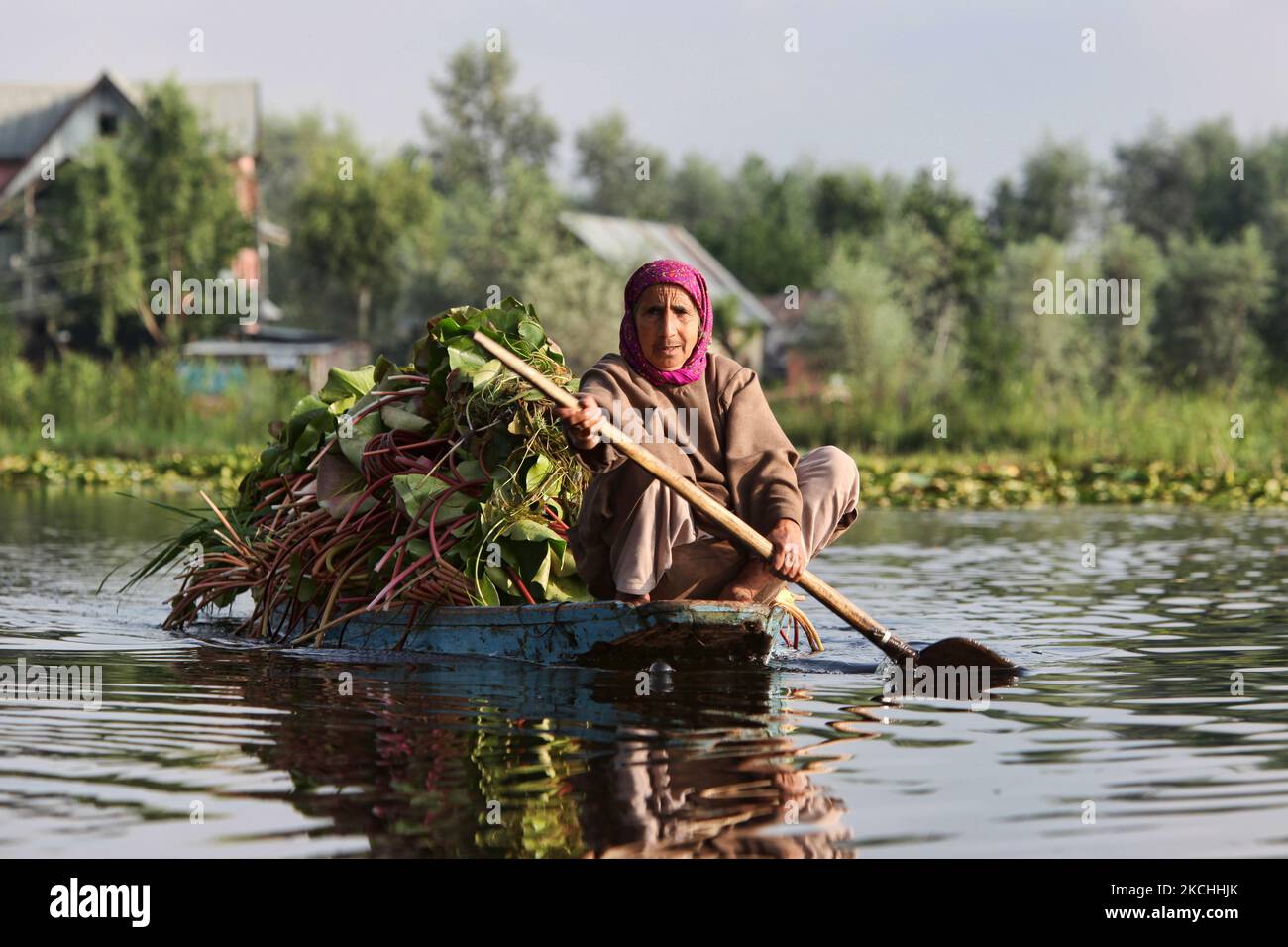 Elderly Kashmiri woman paddles a small boat on Dal Lake filled with bundles of lotus leaves for use as animal fodder in Srinagar, Kashmir, India, on June 26, 2010. (Photo by Creative Touch Imaging Ltd./NurPhoto) Stock Photo