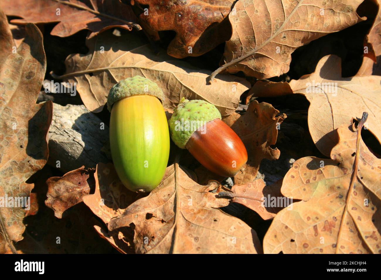Colourful acorns (quercus) lying on dried oak leaves in the Autumn season in Gatineau, Quebec, Canada. (Photo by Creative Touch Imaging Ltd./NurPhoto) Stock Photo