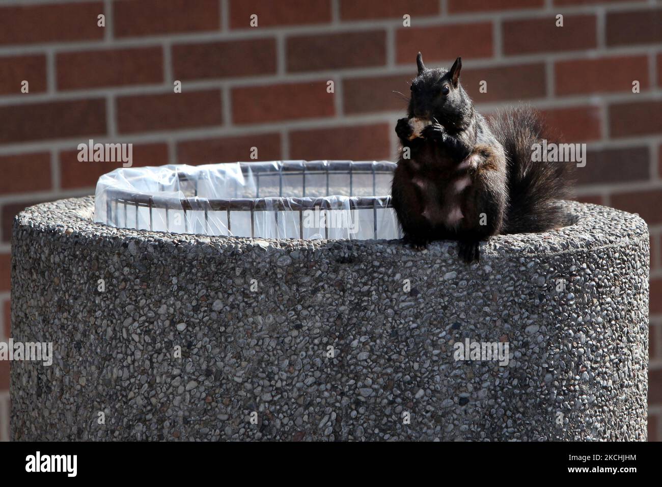 Black squirrel eating a piece of bread on the rim of a garbage can in
