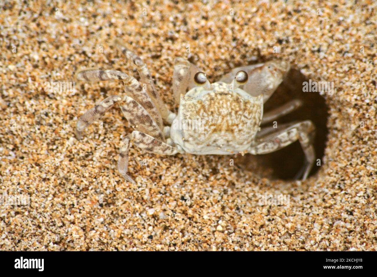 Hawaiian crab (Lybia) also known as the boxer crab or pompom crab