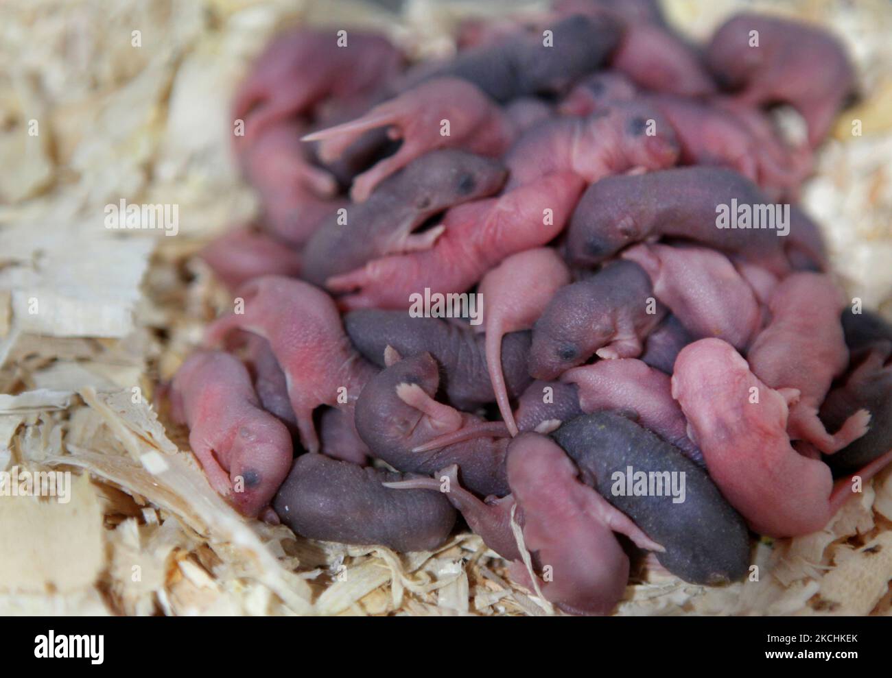 Baby mice cuddle together on a bed of woodchips in Ontario, Canada. (Photo by Creative Touch Imaging Ltd./NurPhoto) Stock Photo
