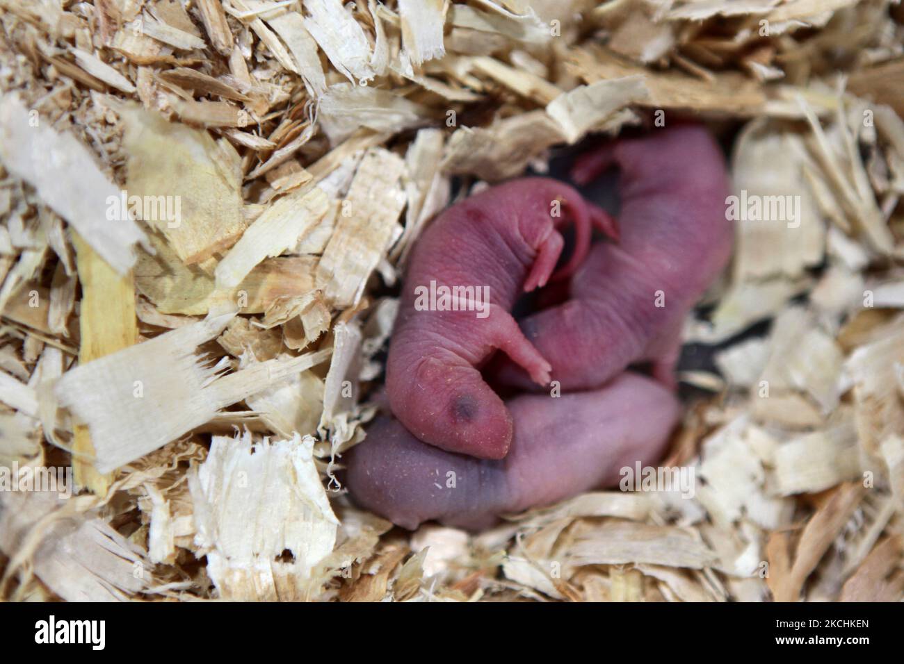 Baby mice cuddle together on a bed of woodchips in Ontario, Canada. (Photo by Creative Touch Imaging Ltd./NurPhoto) Stock Photo