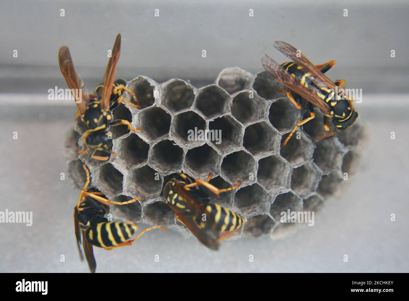 European paper wasps (Polistes dominula) on a small nest in Ontario, Canada. (Photo by Creative Touch Imaging Ltd./NurPhoto) Stock Photo