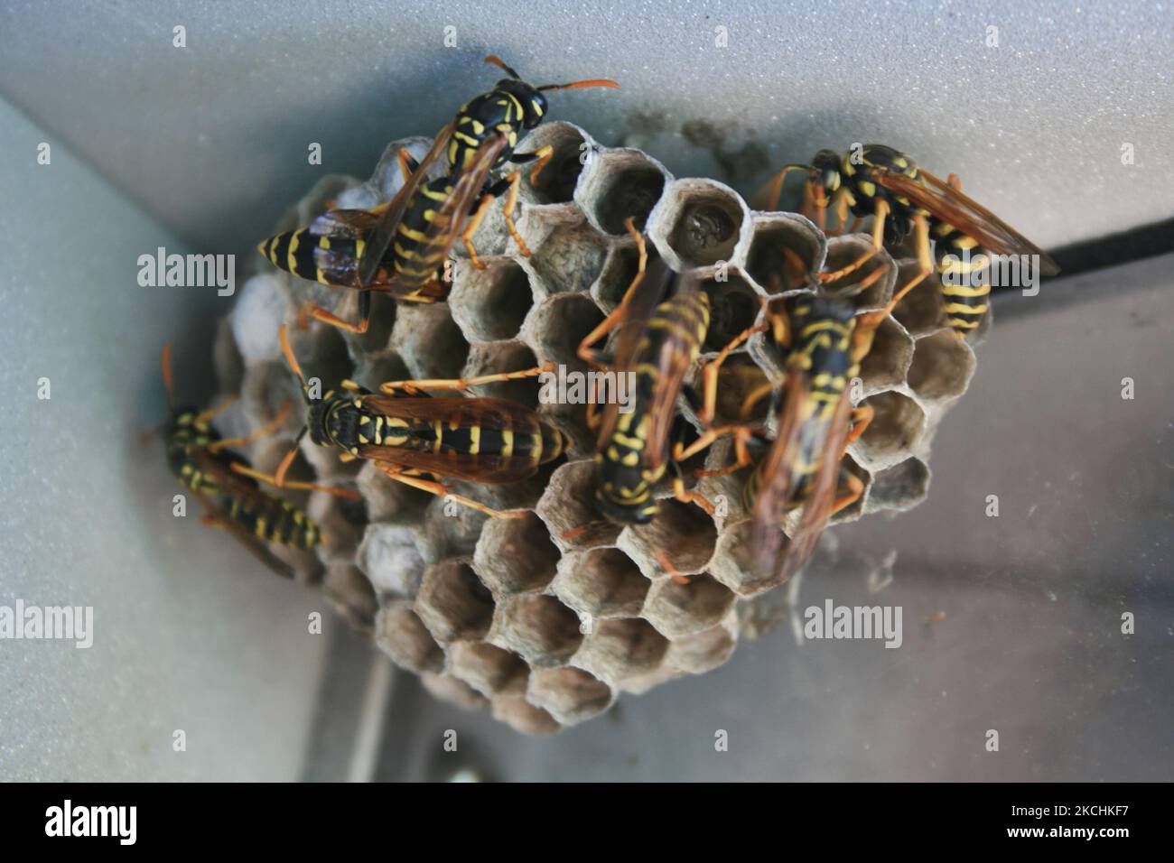 European paper wasps (Polistes dominula) on a small nest in Ontario, Canada. (Photo by Creative Touch Imaging Ltd./NurPhoto) Stock Photo