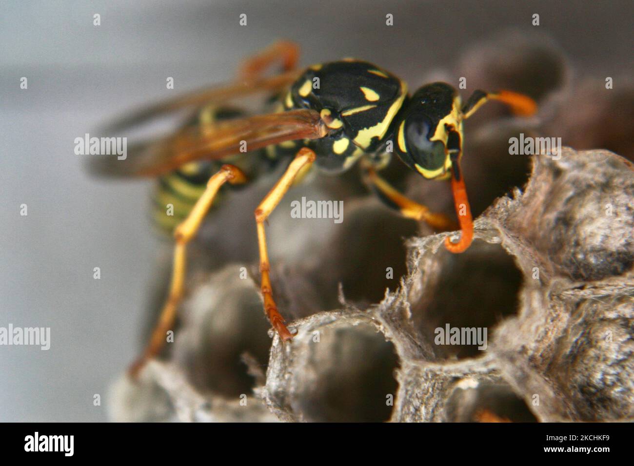 European paper wasp (Polistes dominula) on a small nest in Ontario, Canada. (Photo by Creative Touch Imaging Ltd./NurPhoto) Stock Photo