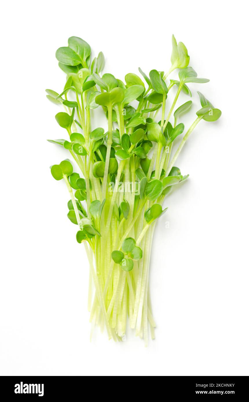 Bunch of daikon radish microgreens. Fresh and ready-to-eat seedlings, shoots and young plants of the spicy Japanese radish or also true daikon. Stock Photo