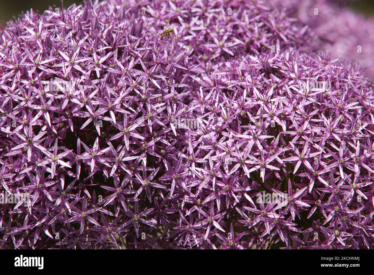 Close-up of purple allium flowers (Allium hollandicum) growing in a small garden in Ontario, Canada. (Photo by Creative Touch Imaging Ltd./NurPhoto) Stock Photo