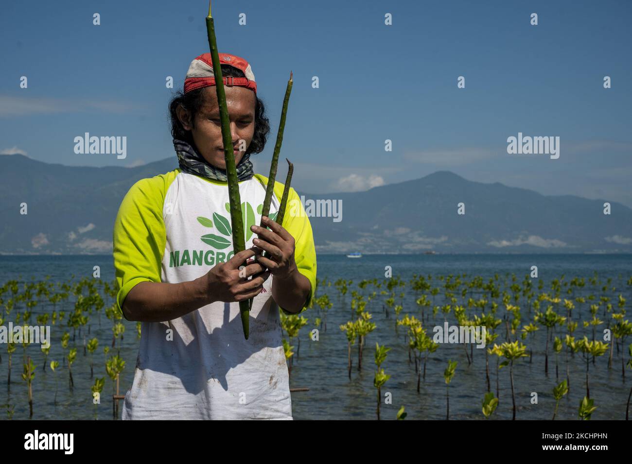 A volunteer provide explanations about mangrove tree seedlings that ...