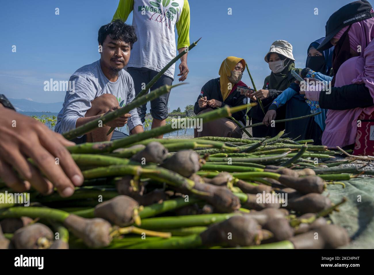 Volunteers provide explanations about mangrove tree seedlings that will ...