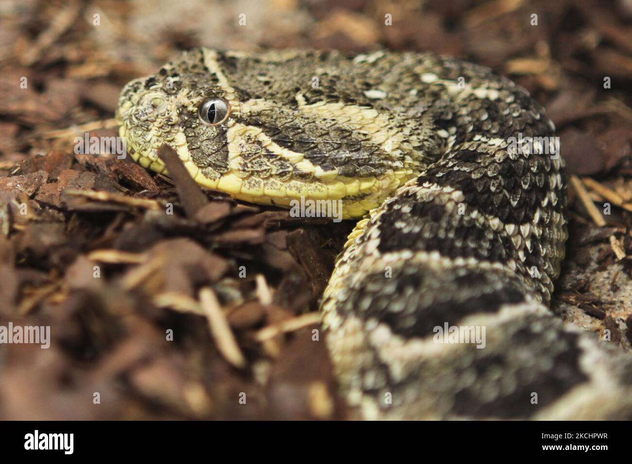 Dangerous animals of morocco hi-res stock photography and images - Alamy Dangerous animals of morocco hi-res stock photography and images - Alamy
