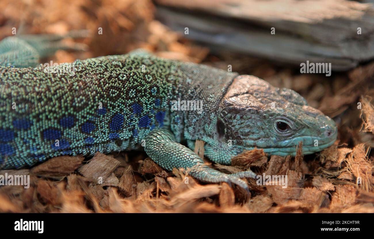 Jeweled Lacerta (Lacerta lepida) lizard in Ontario, Canada. Lacertas are tropical lizards from Europe and parts of Asia.Many Jeweled Lacertas can reach two feet (80 centimeters) in length. (Photo by Creative Touch Imaging Ltd./NurPhoto) Stock Photo