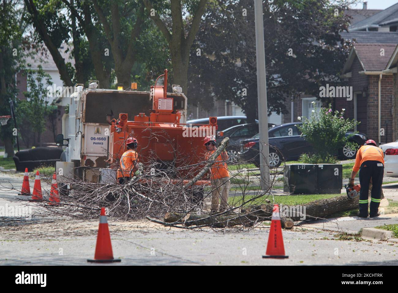 City workers put wood into a wood chipper from a freshly cut down tree ...
